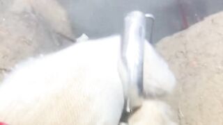 Udang lobster raksasa