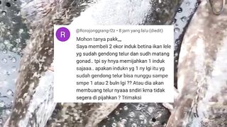 3 resiko yang akan kita terima jika induk lele betina gendong telur tapi telat dipijahkan