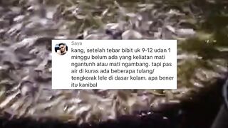 Setiap kuras air kolam ada kerangka lele, itu bukti bahwa lele kanibal