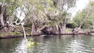 Wild Big Jumbo Elephant Bathing