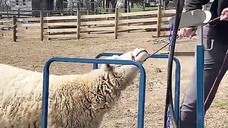 shearing sheep
