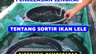Kapan sortir lele, Berapa kali sortir dari awal tebar sampai panen, Segmen Pembesaran lele❓