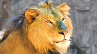 Shining Lion