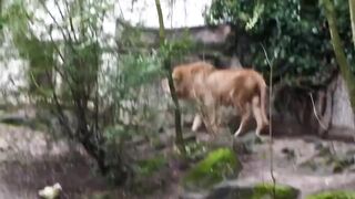 Older Nice Lion