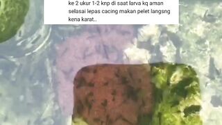 Kejelian dan ketelitian itu amat penting dalam segmen pembenihan