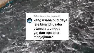 Apakah budidaya lele bisa dijadikan usaha utama/usaha pokok, apakah menjanjikan