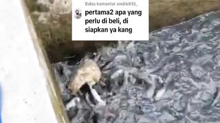 Apa yang harus disiapkan jika ingin belajar budidaya ikan lele