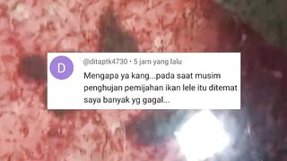 Kenapa pemijahan lele banyak yang gagal dimusim hujan, itu karena❓