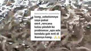 Sebelumnya menggunakan Em4, mau ganti ke Probiomax, masalah gak ke ikan nya