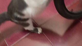 Kucing Perlu Mengasah Kukunya, Tapi...