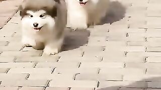 جميل ولطيف