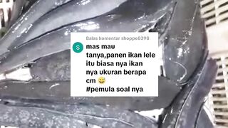 Ukuran ikan lele konsumsi itu bukan mengacu ke panjangnya berapa Cm, tapi ke timbangan