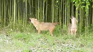 Two Fox in Jungle