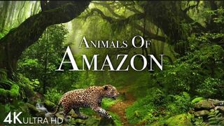 Animals of Amazon 4K - Animals That Call The Jungle Home | Amazon Rainforest |Scenic Relaxation Film