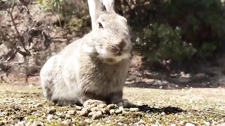 Angry Rabbit