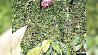 Cantiq Rupawan Vanda ku