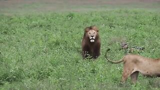 Beautiful Lions Park