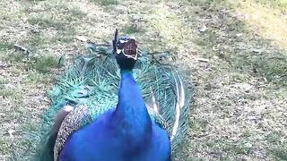 Peacock Sound