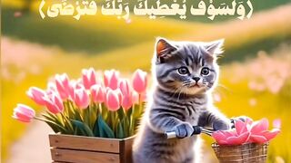 القطط الصغيرة هي قطط