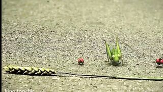 Racing Bugs