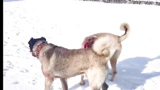 Wolves attack see how the kangal dogs survive the fight