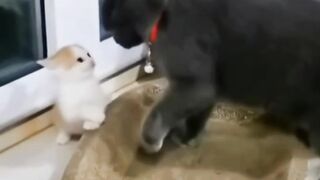 القطط الصغيره يعجبها اللعب.