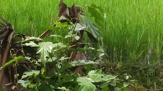 Pemandangan alam