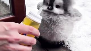 penguin cub?