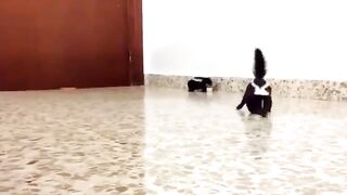 Baby Black Skunk