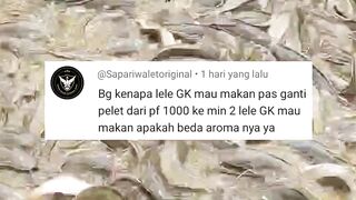 Ganti jenis pakan itu ada aturan nya, tidak bisa asal-asalan