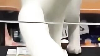 هل تبحث عن معلومات عن القطط الصغيرة أو