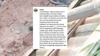 Penyebab ikan lele terkena penyakit KUNING (Mal Nutrisi)