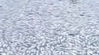 Kematian ikan lele jelas jadi kerugian telak para penbudidaya