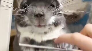 I don't think I've seen a better example of an animal smiling in my life.