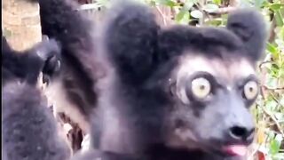 What animal is this? ??