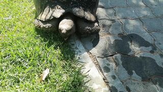 Tortoise