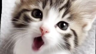 Cat APT