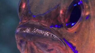 Male cardinal fish take on the remarkable role