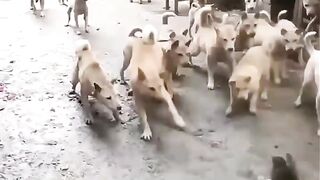 Cats vs dogs incredible !