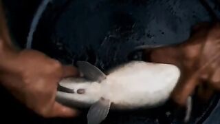 Seperti ini ciri-ciri induk lele betina