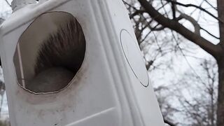 Squirrels in Gorky Park