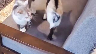 Tiny cute friends