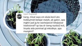 Pelihara lele digalon atau ember, apa mungkin lele nya laku kalau dijual