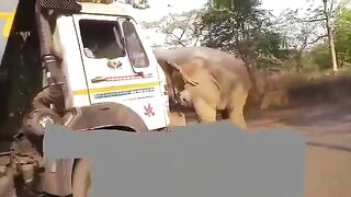 Elephant Vs Truck