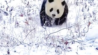 Cute running pandas