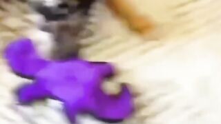 Animal core????????