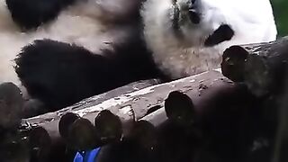Sleeping cute Panda