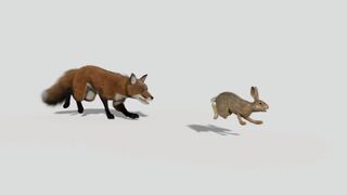 Animation video Animal