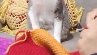 What is this hooman doing ????