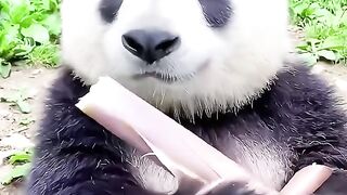 Panda eating| lovely panda